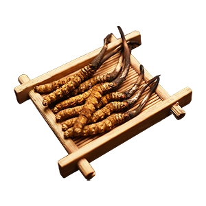 Đông trùng hạ thảo nguyên con